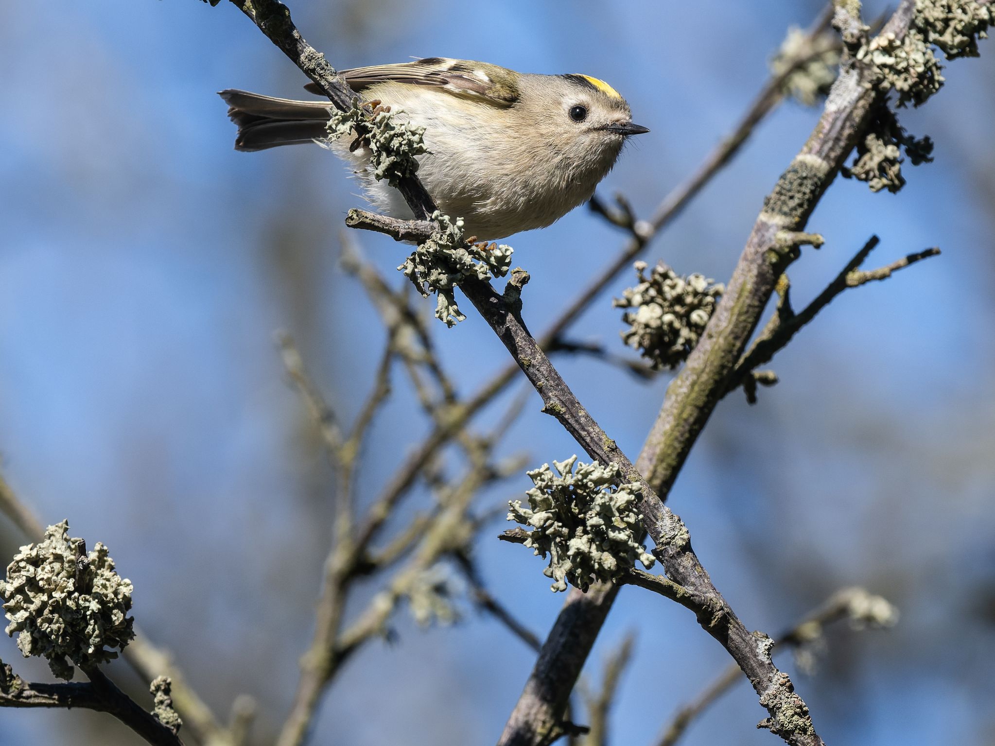 Wintergoldhähnchen